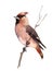 Waxwing Bird on the branch Watercolor Fall Illustration Hand Painted