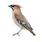 Waxwing bird detailed realistic illustration. Watercolor vintage style illustration. Bombycilla garrulus avian. Hand