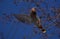 Waxwing bird flapping its wings in the spring city and blue sky background