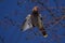 Waxwing bird flapping its wings in the spring city and blue sky background