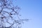 The waxwing bird sits on the branches of an apple tree, against the backdrop of a clean blue sky, wallpaper, background