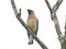 Waxwing on a Branch: A cedar waxwing bird sings while perched on a tree branch