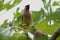 Waxwing on Branch with Fig 09