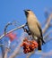 Waxwing on branch of mountain ash