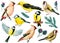 Waxwing on a branch, tit, blue tit, oriole, goldfinch. set of birds on an isolated white background, watercolor drawing.