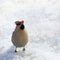A waxwing eating an apple or a berry in the glowing snow