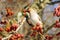 Waxwing eating berries with,winter survival, flocks of birds, feeding birds