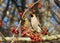 Waxwing eating berries with,winter survival, flocks of birds, feeding birds