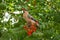 Waxwing eats a berry