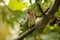 Waxwing in Fig Tree 03