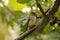 Waxwing on a Fig Tree Branch 01