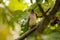 Waxwing on a Fig Tree Branch 02