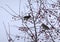 Waxwing flock of birds sitting on a branch of a mountain ash in winter