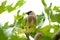 Waxwing in Green Fig Leaves 01