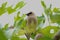 Waxwing in Green Fig Leaves 02