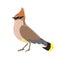 Waxwing isolated on a white background. Vector graphics