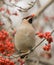 Waxwing with mountain ash