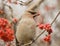 Waxwing with mountain ash