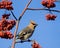 Waxwing on mountain ash tree