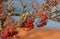 A waxwing sat in rowan bush eating a berry