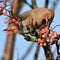 Waxwing, Scientific name: Bombycilla