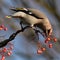 Waxwing, Scientific name: Bombycilla