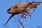 Waxwing, Scientific name: Bombycilla