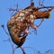 Waxwing, Scientific name: Bombycilla