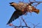 Waxwing, Scientific name: Bombycilla