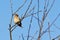 Waxwing sits on a tree branch