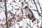 Waxwing sitting on a tree branch