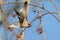 Waxwing takeoff from rowan-tree