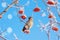 Waxwing on tree branch