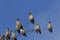 Waxwings