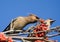 Waxwings on branch of mountain ash