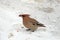 Waxwings with a rowan berries in the beak