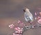 Waxwings in a rowan berry tree