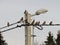 Waxwings sit on a wire