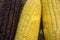 Waxy corn and Sweet Corn from agricultural corn plantation farm