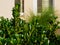 Waxy deep green leaves on shrub in city planter with facade detail