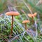 Waxy laccaria Laccaria laccata on the forest