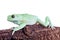 Waxy Monkey Leaf Frog on white background