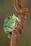 Waxy tree frog portrait