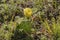 Waxy Yellow Flower on Eastern Prickly Pear Cactus