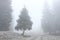 Way with bench under tree in forest, mystic foggy landscape