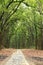 A way through the dense forest of Jim Corbett