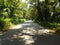 Way through dense vegetation