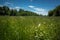 Way farm agriculture blue sky clouds field