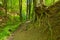 Way green forest Beech roots Trees nature