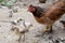 Way of Life Mother hens and little baby chick